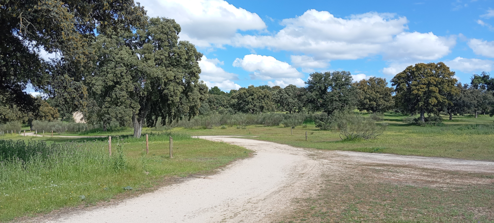 landscapes of paths through the forest